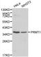 Protein Arginine Methyltransferase 1 antibody, LS-C192327, Lifespan Biosciences, Western Blot image 