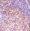 Transcription Elongation Factor A1 antibody, LS-C161760, Lifespan Biosciences, Immunohistochemistry paraffin image 