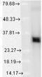 Heme Oxygenase 1 antibody, 13061, QED Bioscience, Western Blot image 