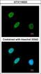 BRF2 RNA Polymerase III Transcription Initiation Factor Subunit antibody, GTX116223, GeneTex, Immunofluorescence image 