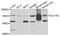 Solute Carrier Family 1 Member 2 antibody, orb136308, Biorbyt, Western Blot image 