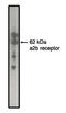 Adrenoceptor Alpha 2B antibody, orb108904, Biorbyt, Western Blot image 