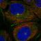 PATJ Crumbs Cell Polarity Complex Component antibody, HPA069079, Atlas Antibodies, Immunofluorescence image 