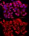 Clathrin Heavy Chain antibody, GTX65878, GeneTex, Immunofluorescence image 