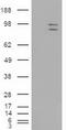 Mitogen-Activated Protein Kinase 6 antibody, LS-C114368, Lifespan Biosciences, Western Blot image 