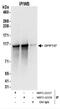 Cell Cycle Associated Protein 1 antibody, NBP2-22237, Novus Biologicals, Immunoprecipitation image 