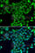 Transglutaminase 5 antibody, A7039, ABclonal Technology, Immunofluorescence image 