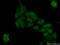 Testis Expressed 10 antibody, 17372-1-AP, Proteintech Group, Immunofluorescence image 