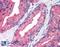 Prolyl 4-Hydroxylase Subunit Beta antibody, LS-B2162, Lifespan Biosciences, Immunohistochemistry frozen image 