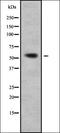 DNA Replication Helicase/Nuclease 2 antibody, orb338249, Biorbyt, Western Blot image 