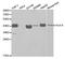 Major Histocompatibility Complex, Class I, A antibody, A2167, ABclonal Technology, Western Blot image 
