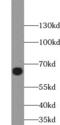 Syntaxin Binding Protein 2 antibody, FNab08360, FineTest, Western Blot image 