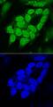SRY-Box 1 antibody, AF3369, R&D Systems, Immunocytochemistry image 