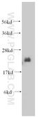 NADH:Ubiquinone Oxidoreductase Subunit B7 antibody, 14912-1-AP, Proteintech Group, Western Blot image 