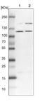 Campylobacter fetus antibody, NBP1-89022, Novus Biologicals, Western Blot image 