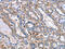 LXN antibody, CSB-PA533514, Cusabio, Immunohistochemistry frozen image 