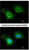 Cytochrome P450 Family 2 Subfamily R Member 1 antibody, NBP1-32883, Novus Biologicals, Immunocytochemistry image 