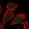 Proteasome Assembly Chaperone 2 antibody, PA5-61301, Invitrogen Antibodies, Immunofluorescence image 