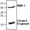 Bone Morphogenetic Protein 3 antibody, GTX59688, GeneTex, Western Blot image 
