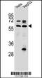Selenoprotein N antibody, 56-434, ProSci, Western Blot image 