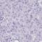 Ribosomal Protein L22 Like 1 antibody, HPA056207, Atlas Antibodies, Immunohistochemistry frozen image 