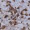 Albumin antibody, MAB1455, R&D Systems, Immunohistochemistry frozen image 