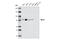 MutL Homolog 1 antibody, 4256S, Cell Signaling Technology, Western Blot image 