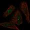 XDH antibody, HPA062641, Atlas Antibodies, Immunofluorescence image 
