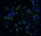 Killer Cell Immunoglobulin Like Receptor, Two Ig Domains And Short Cytoplasmic Tail 2 antibody, A03789, Boster Biological Technology, Immunofluorescence image 