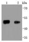 Forkhead Box A1 antibody, NBP2-66889, Novus Biologicals, Western Blot image 