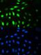 Minichromosome Maintenance Complex Component 7 antibody, LS-C357428, Lifespan Biosciences, Immunofluorescence image 