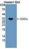 Lysosomal protective protein antibody, LS-C373938, Lifespan Biosciences, Western Blot image 