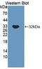 Cathepsin A antibody, LS-C373938, Lifespan Biosciences, Western Blot image 