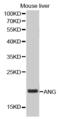 Angiogenin antibody, MBS126281, MyBioSource, Western Blot image 