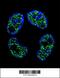 FRAT Regulator Of WNT Signaling Pathway 2 antibody, 56-076, ProSci, Immunofluorescence image 