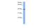 RNA Binding Fox-1 Homolog 2 antibody, GTX47402, GeneTex, Western Blot image 