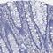 Apolipoprotein D antibody, HPA040520, Atlas Antibodies, Immunohistochemistry frozen image 