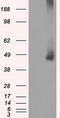 MEK1/2 antibody, TA500644S, Origene, Western Blot image 