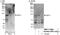 Enhancer Of Polycomb Homolog 1 antibody, NBP1-71865, Novus Biologicals, Western Blot image 