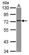 Tripartite Motif Containing 29 antibody, GTX118367, GeneTex, Western Blot image 