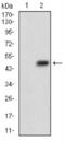 Death Associated Protein Kinase 3 antibody, NBP2-52452, Novus Biologicals, Western Blot image 