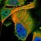 Protein Kinase C Eta antibody, NBP1-80899, Novus Biologicals, Immunofluorescence image 