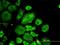 Cell Division Cycle 37 antibody, H00011140-M01, Novus Biologicals, Immunofluorescence image 