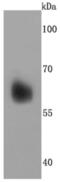 Perilipin 1 antibody, NBP2-67037, Novus Biologicals, Western Blot image 