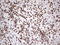 IKAROS Family Zinc Finger 3 antibody, LS-C339213, Lifespan Biosciences, Immunohistochemistry frozen image 