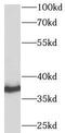 Syntaxin 4 antibody, FNab08452, FineTest, Western Blot image 