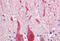 Aldolase, Fructose-Bisphosphate C antibody, MBS242397, MyBioSource, Immunohistochemistry frozen image 