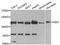 Hepatocyte Growth Factor-Regulated Tyrosine Kinase Substrate antibody, A1790, ABclonal Technology, Western Blot image 