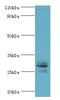 Cyclic AMP-dependent transcription factor ATF-1 antibody, MBS1496415, MyBioSource, Western Blot image 