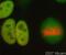Structural Maintenance Of Chromosomes 1A antibody, ab21583, Abcam, Immunofluorescence image 